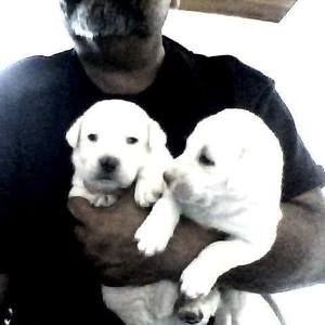 Meet your Posher, Frank